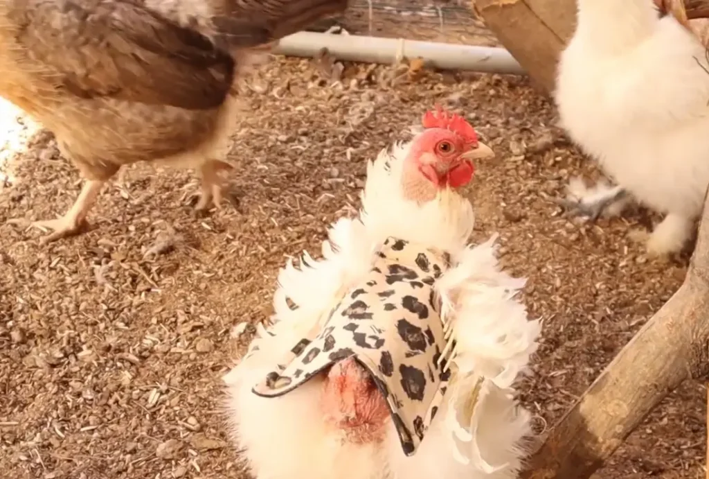 How to Fix Chicken Feather Loss (Practical Solutions)