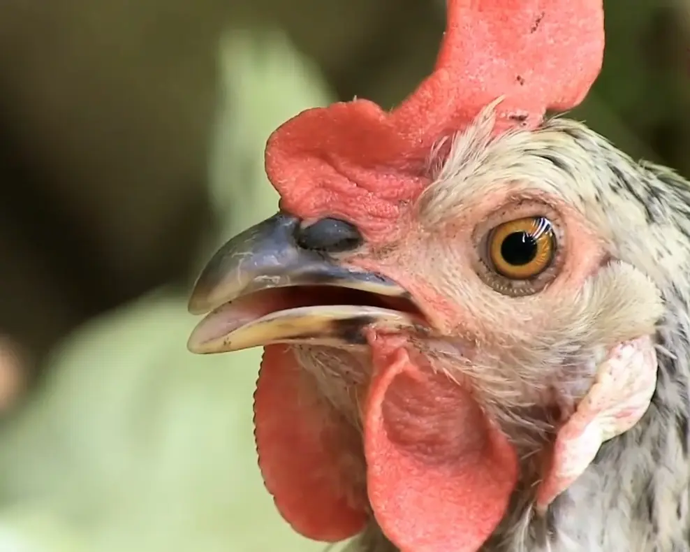 Broody Hens and Roosters