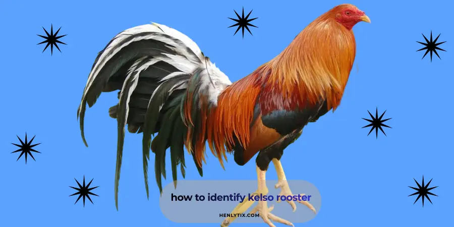 how to identify kelso rooster