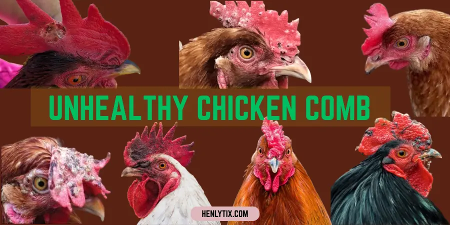 unhealthy chicken comb