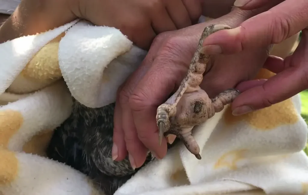 Do I Need to Isolate My Chicken with Bumblefoot?