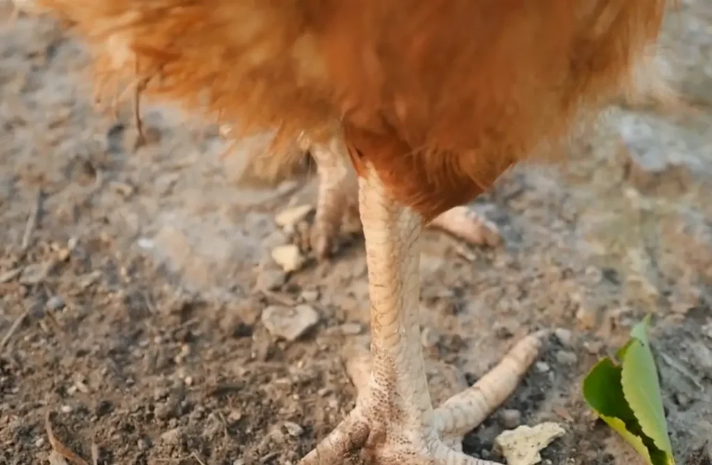 Signs and Symptoms of Bumblefoot