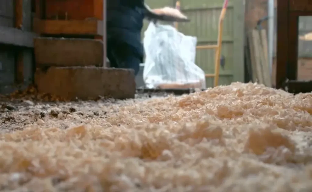 What Causes Bumblefoot in Chickens