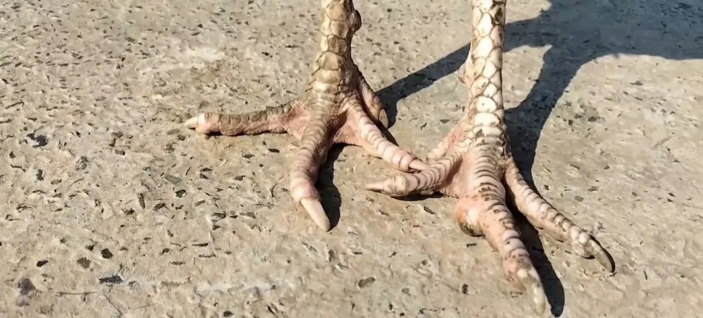 Chickens with dry, cracked skin are also more prone to infections.