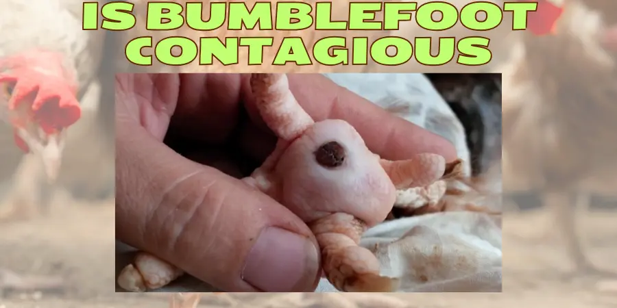 is bumblefoot contagious
